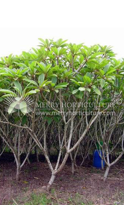 Plumeria rubra hybrid orange